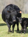 Black Angus Cow and calf Royalty Free Stock Photo