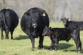 Black Angus cow and Calf Royalty Free Stock Photo