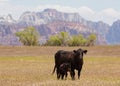 Black Angus cow and calf in open field Royalty Free Stock Photo