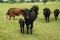 Black angus cow and calf pair on green pasture Royalty Free Stock Photo