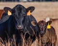 Black Angus cow-calf pair Royalty Free Stock Photo