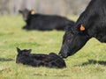 Black Angus Cow and calf