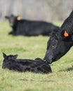 Black Angus Cow and calf Royalty Free Stock Photo