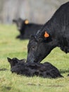 Black Angus Cow and calf Royalty Free Stock Photo