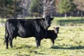 A Black Angus cow and calf Royalty Free Stock Photo