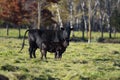 A Black Angus cow and calf Royalty Free Stock Photo