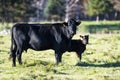 A Black Angus cow and calf Royalty Free Stock Photo