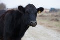 Black Angus cow on a cattle farm