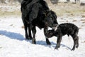 A Black Angus cow cleaning her new born calf. Royalty Free Stock Photo