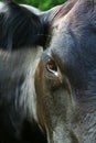 Black Angus Cow Close Up Royalty Free Stock Photo