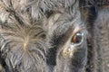 Black Angus Cow,Close Up on eye. portrait reflective Royalty Free Stock Photo