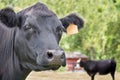 Black Angus cow Royalty Free Stock Photo