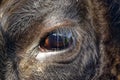 Black Angus Cow,Close Up on eye. portrait reflective Royalty Free Stock Photo