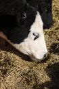 Black Angus cow feeding at a feedlot