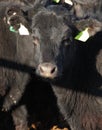 A black angus cow in a feedlot