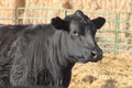 A black angus cow at a feedlot.