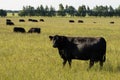 Herd of cows of black Angus breed Aberdeen Angus on free pasture on a green meadow. Royalty Free Stock Photo