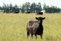 Herd of cows of black Angus breed Aberdeen Angus on free pasture on a green meadow. Royalty Free Stock Photo