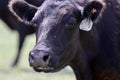 Black Angus Cow enjoys the sunshine