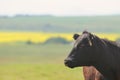 Black Angus Cow in green grass field with bokeh Royalty Free Stock Photo