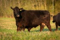 Black angus cow in green grass Royalty Free Stock Photo
