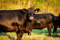 Black angus cow in green grass Royalty Free Stock Photo