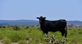 Black Angus Cattle in a field in Texas Royalty Free Stock Photo