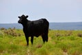 Black Angus Cattle in a field in Texas Royalty Free Stock Photo