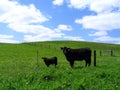 Black angus cow and her calf Royalty Free Stock Photo