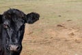 A black Angus cow looking at the camera. Royalty Free Stock Photo