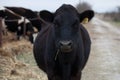 Black Angus cow in the middle of the road