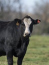 Black Angus Cow Royalty Free Stock Photo