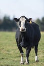 Black Angus Cow Royalty Free Stock Photo