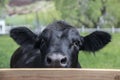 Black angus cow peeking over fence in Colorado, USA Royalty Free Stock Photo