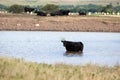 Black Angus Cow in Pond Royalty Free Stock Photo