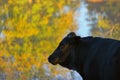 Black Angus cow during fall Royalty Free Stock Photo