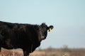 Black angus cow with sky blurred background Royalty Free Stock Photo