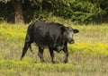 Black Angus Cow standing in a field in the State of Oklahoma in the United States of America. Royalty Free Stock Photo