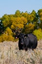 Black Angus cow standing in a sagebrush field