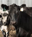 A black angus cow waits in the cattleyard to be transported Royalty Free Stock Photo