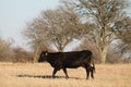 Black angus cow walking through winter field on farm Royalty Free Stock Photo