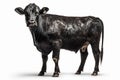 Black angus cow on white background, created with generative AI Royalty Free Stock Photo