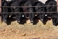 Cattle eating in a feedlot.