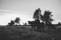 Black Angus cows graze in silhouette against the sunset sky. with electric fence fencing and tree silhouettes in the pasture field Royalty Free Stock Photo