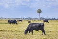 Black Angus Cows Grazing In A Field Royalty Free Stock Photo