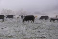 Black Angus Cows Grazing on a Frosty Frozen Pasture Royalty Free Stock Photo