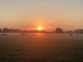 Black angus cows grazing at sunrise Royalty Free Stock Photo