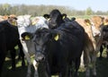 Black angus cows in green meadow near geldermalsen in holland Royalty Free Stock Photo