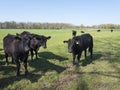 Black angus cows in green meadow near geldermalsen in holland Royalty Free Stock Photo