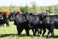 Black Angus Cows Royalty Free Stock Photo